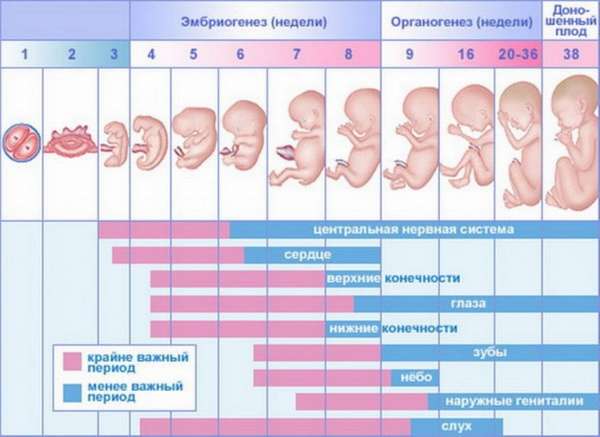 Как происходит развитие эмбриона по неделям