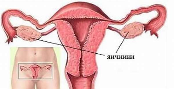 Расположение яичников у женщины 