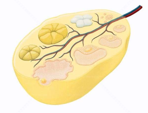Жёлтое тело яичника в натуральную величину