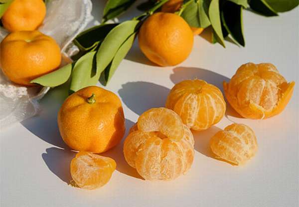 ветка спелых мандарин