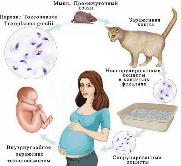 Симптомы токсоплазмоза у беременных