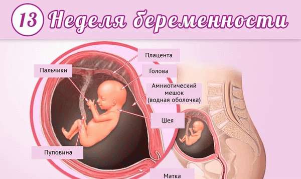 Узнайте все о развитии плода на 13 неделе беременности.