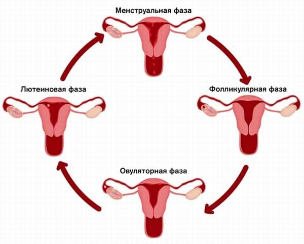 Фазы менструального цикла у девушки