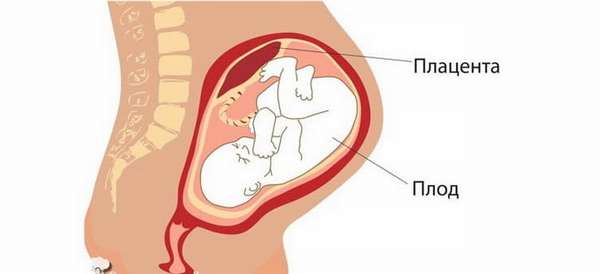 В нашей статье мы подробно расскажем что такое плацента у беременных и что она собой представляет