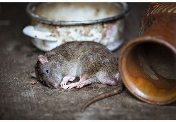 Крыса сдохла от яда