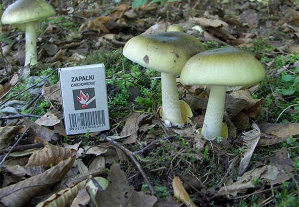 Размер гриба