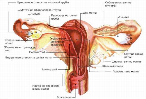 Алмаг для эндометрия использование при эндометриозе и миоме