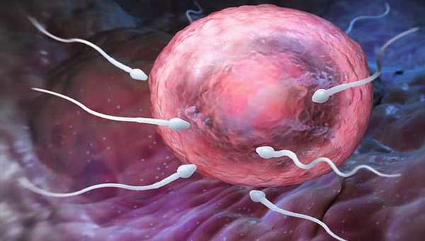 Детально и поэтапно рассмотрим как происходит оплодотворение яйцеклетки у женщины