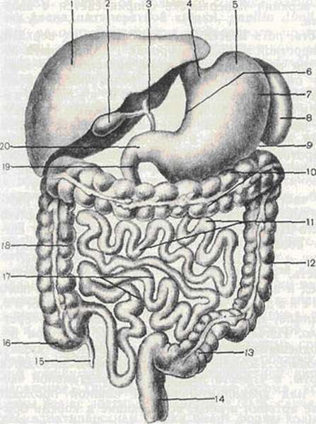 схема кишечника