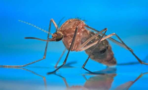 аллергия на комариные укусы у ребенка