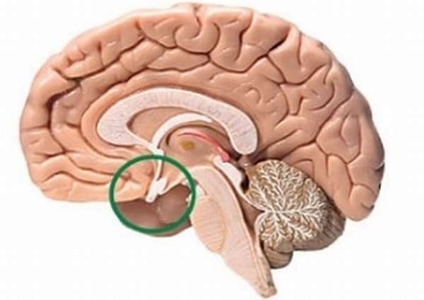 Гипофиз в головном мозге