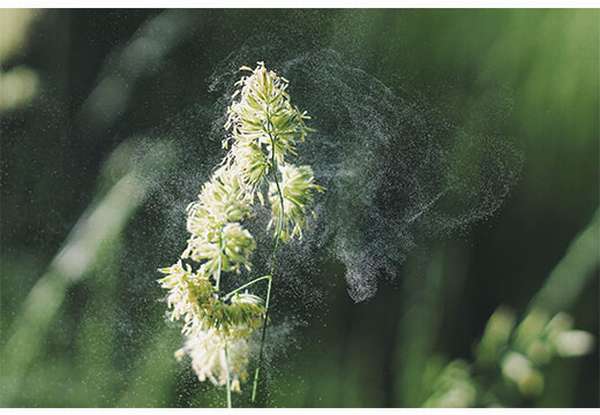 Пыльца от растения
