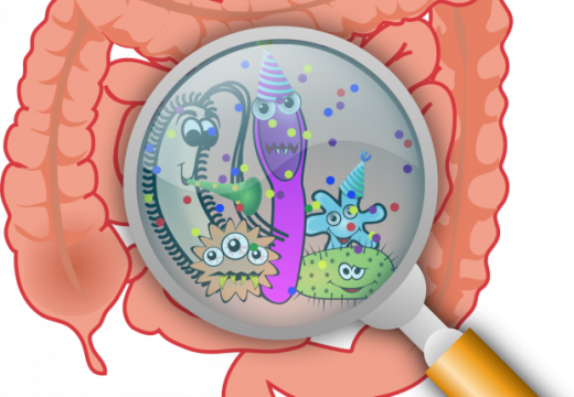 бактерии кишечника