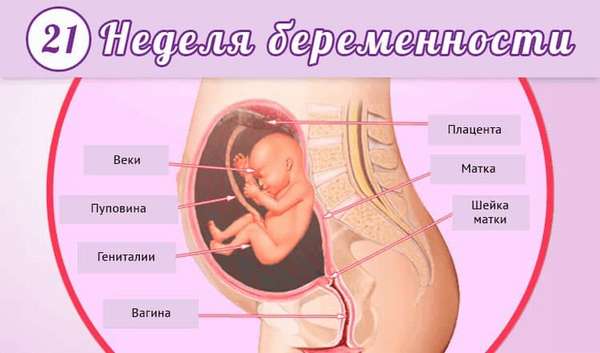 Узнайте все о развитии плода на 21 неделе беременности.
