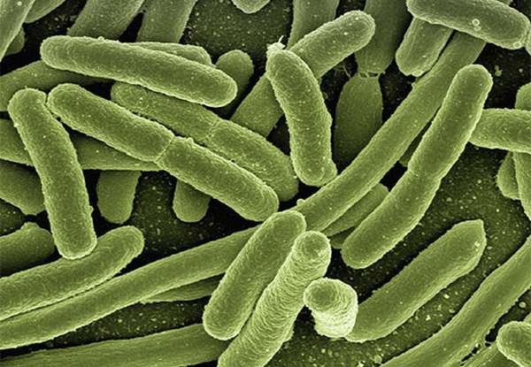 Бактерии в организме