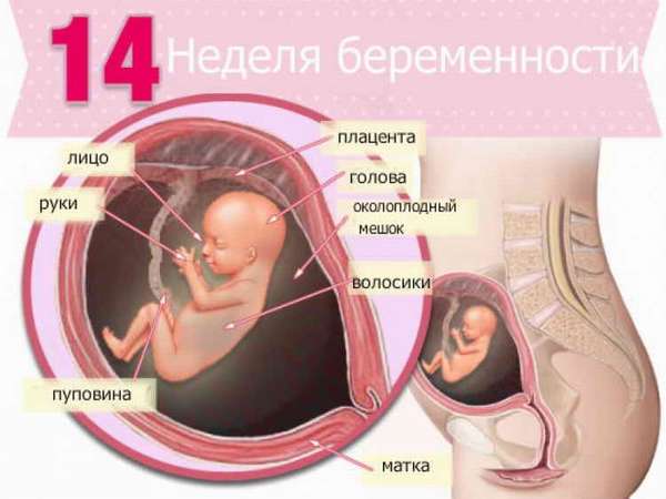 живот на 14 акушерской неделе беременности