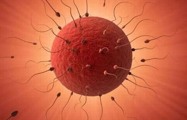 Сперматозоиды стремяться оплодотворить яйцеклетку